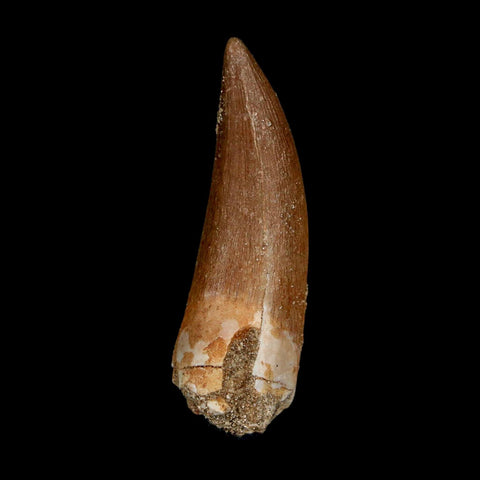 1.7" Plesiosaur Zarafasaura Tooth Fossil Cretaceous Dinosaur Era COA, Stand - Fossil Age Minerals