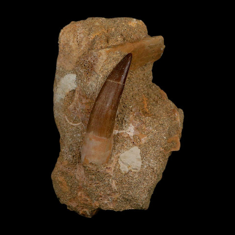 XL 2" Plesiosaur Zarafasaura Tooth Fossil In Matrix Cretaceous Dinosaur Era COA