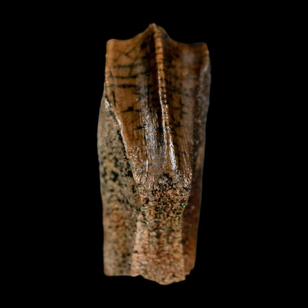 XL 0.9" Edmontosaurus Dinosaur Fossil Tooth Rooted Hell Creek FM MT COA Display