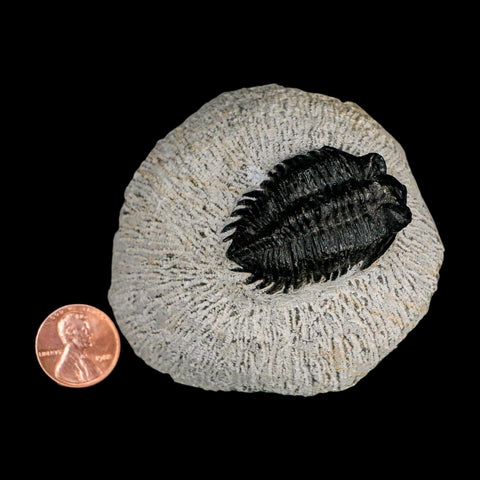 1.5" Coltraenia Oufatenensis Trilobite Fossil Devonian Morocco 400 Mil Yrs Old COA - Fossil Age Minerals