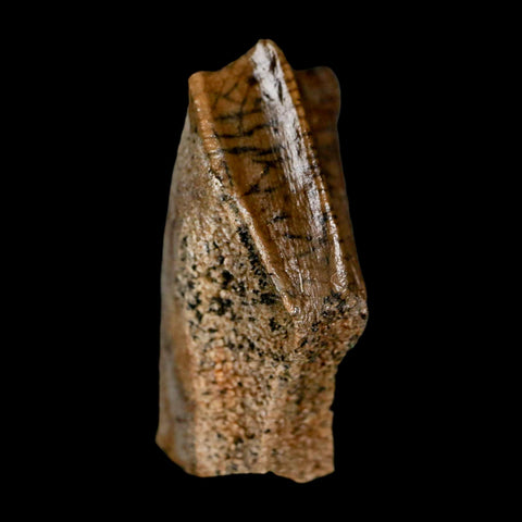 XL 0.9" Edmontosaurus Dinosaur Fossil Tooth Rooted Hell Creek FM MT COA Display