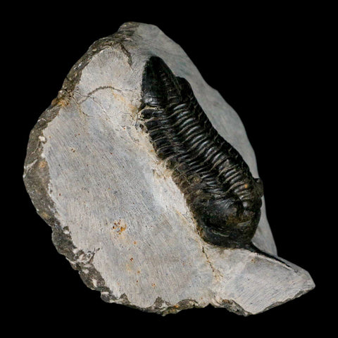 2.9" Morocconites Malladoides Trilobite Fossil Morocco Devonian Age Display COA - Fossil Age Minerals
