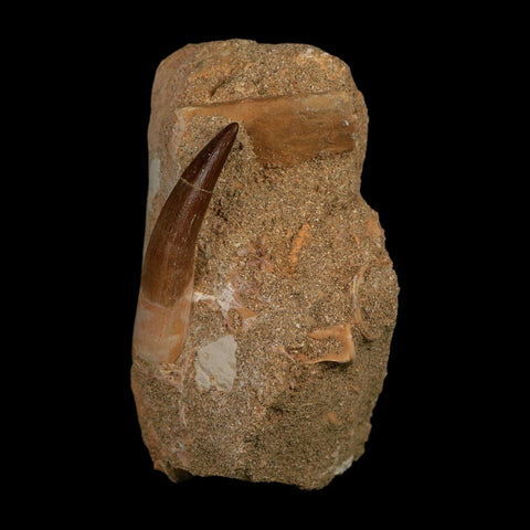 XL 2" Plesiosaur Zarafasaura Tooth Fossil In Matrix Cretaceous Dinosaur Era COA