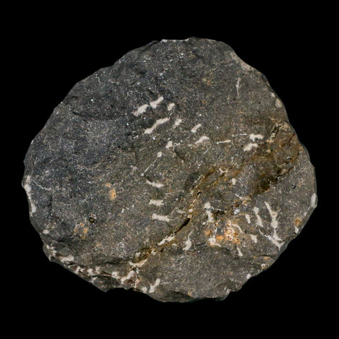 2.9" Morocconites Malladoides Trilobite Fossil Morocco Devonian Age Display COA - Fossil Age Minerals