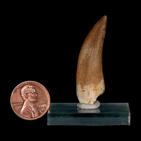 1.7" Plesiosaur Zarafasaura Tooth Fossil Cretaceous Dinosaur Era COA, Stand - Fossil Age Minerals