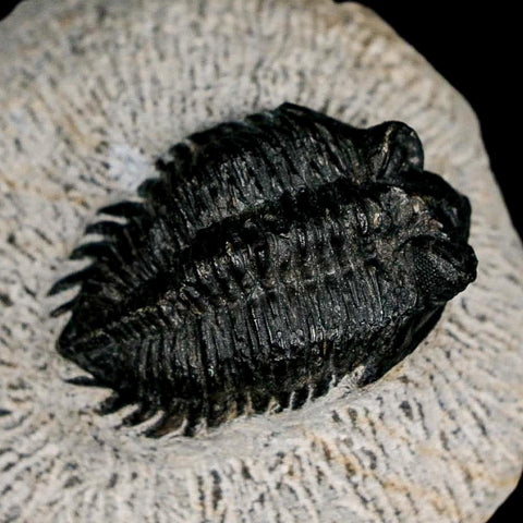 1.5" Coltraenia Oufatenensis Trilobite Fossil Devonian Morocco 400 Mil Yrs Old COA - Fossil Age Minerals