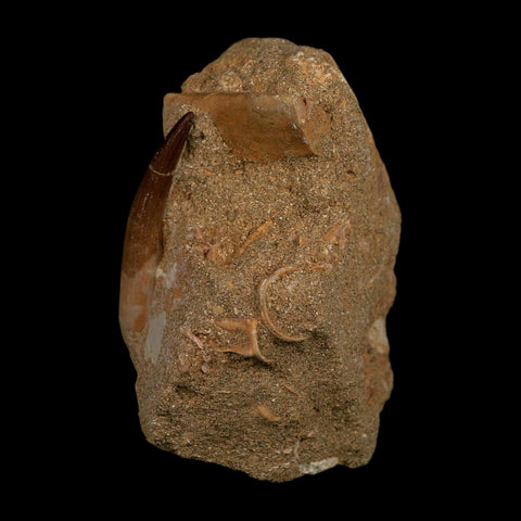 XL 2" Plesiosaur Zarafasaura Tooth Fossil In Matrix Cretaceous Dinosaur Era COA