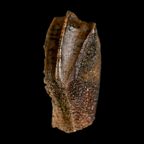 XL 0.9" Edmontosaurus Dinosaur Fossil Tooth Rooted Hell Creek FM MT COA Display