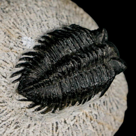 1.5" Coltraenia Oufatenensis Trilobite Fossil Devonian Morocco 400 Mil Yrs Old COA