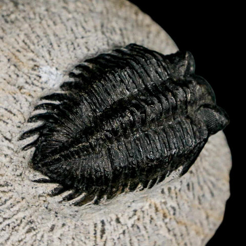 1.5" Coltraenia Oufatenensis Trilobite Fossil Devonian Morocco 400 Mil Yrs Old COA - Fossil Age Minerals