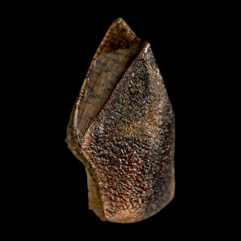 XL 0.9" Edmontosaurus Dinosaur Fossil Tooth Rooted Hell Creek FM MT COA Display