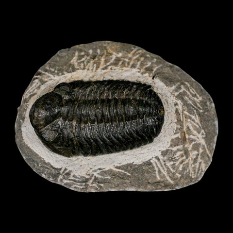 2.2" Moroccops Trilobite Fossil Devonian Morocco 400 Million Years Old COA - Fossil Age Minerals