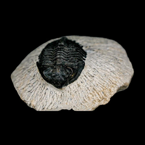 1.5" Coltraenia Oufatenensis Trilobite Fossil Devonian Morocco 400 Mil Yrs Old COA - Fossil Age Minerals