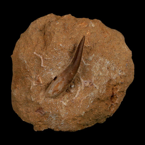 1.6" Plesiosaur Zarafasaura Tooth Fossil In Matrix Cretaceous Dinosaur Era COA