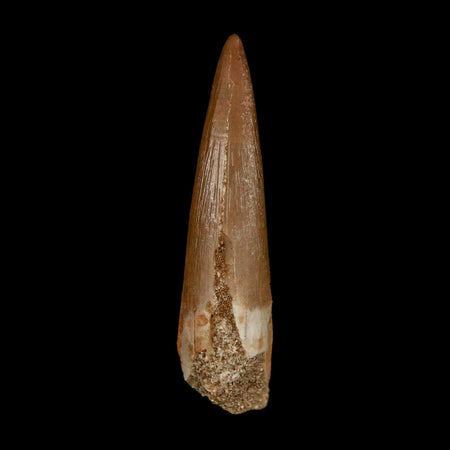 1.8" Plesiosaur Zarafasaura Tooth Fossil Cretaceous Dinosaur Era COA, Stand