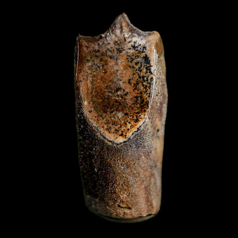 XL 0.9" Edmontosaurus Dinosaur Fossil Tooth Rooted Hell Creek FM MT COA Display