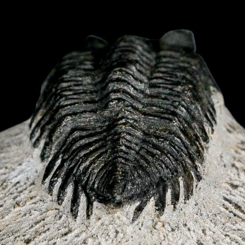 1.5" Coltraenia Oufatenensis Trilobite Fossil Devonian Morocco 400 Mil Yrs Old COA - Fossil Age Minerals