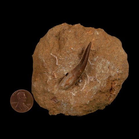 1.6" Plesiosaur Zarafasaura Tooth Fossil In Matrix Cretaceous Dinosaur Era COA