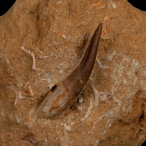 1.6" Plesiosaur Zarafasaura Tooth Fossil In Matrix Cretaceous Dinosaur Era COA