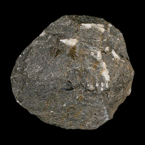 1.5" Coltraenia Oufatenensis Trilobite Fossil Devonian Morocco 400 Mil Yrs Old COA - Fossil Age Minerals