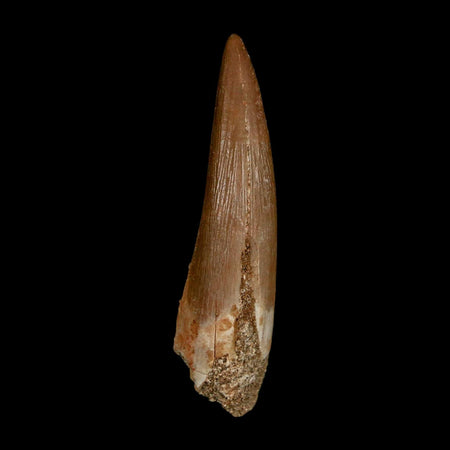 1.8" Plesiosaur Zarafasaura Tooth Fossil Cretaceous Dinosaur Era COA, Stand