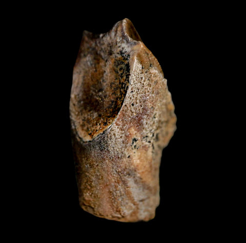 XL 0.9" Edmontosaurus Dinosaur Fossil Tooth Rooted Hell Creek FM MT COA Display