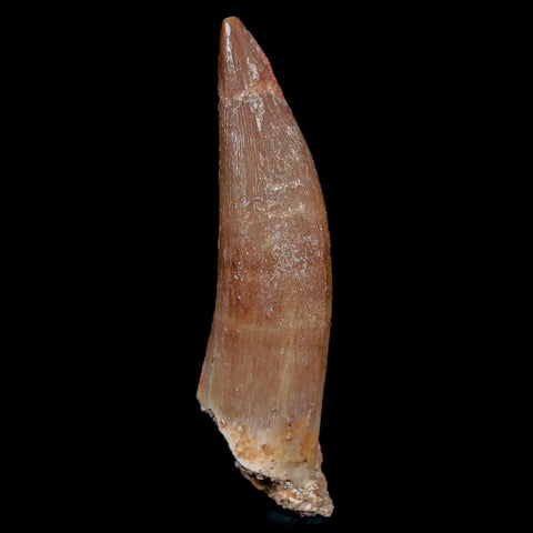 XL 2.1" Plesiosaur Zarafasaura Tooth Fossil Cretaceous Dinosaur Era COA, Stand - Fossil Age Minerals