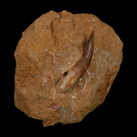 1.6" Plesiosaur Zarafasaura Tooth Fossil In Matrix Cretaceous Dinosaur Era COA