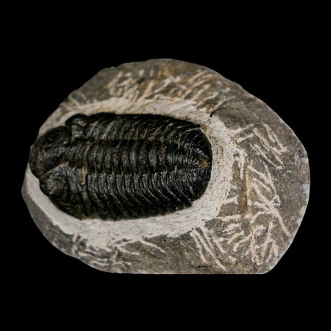 2.2" Moroccops Trilobite Fossil Devonian Morocco 400 Million Years Old COA - Fossil Age Minerals