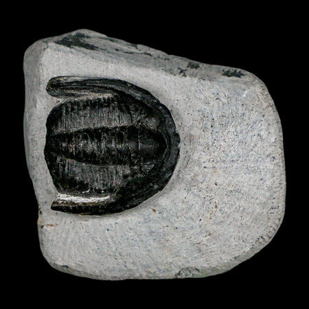 1.1" Cornuproetus Cornutus Trilobite Fossil Morocco Devonian 400 Mil Yrs Ago COA