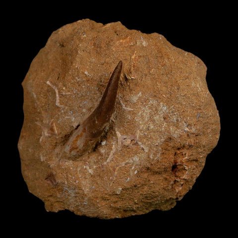 1.6" Plesiosaur Zarafasaura Tooth Fossil In Matrix Cretaceous Dinosaur Era COA