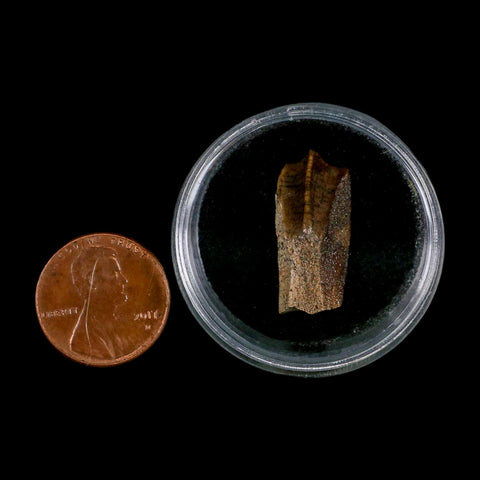XL 0.9" Edmontosaurus Dinosaur Fossil Tooth Rooted Hell Creek FM MT COA Display