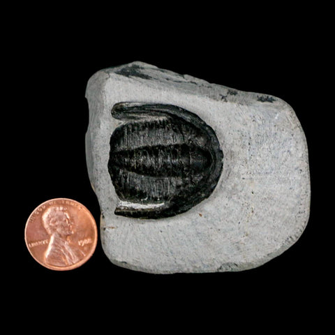 1.1" Cornuproetus Cornutus Trilobite Fossil Morocco Devonian 400 Mil Yrs Ago COA - Fossil Age Minerals