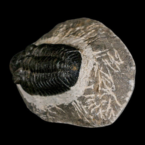 2.2" Moroccops Trilobite Fossil Devonian Morocco 400 Million Years Old COA - Fossil Age Minerals