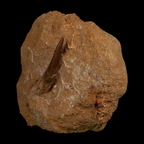 1.6" Plesiosaur Zarafasaura Tooth Fossil In Matrix Cretaceous Dinosaur Era COA