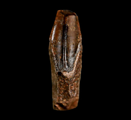 0.9" Edmontosaurus Dinosaur Fossil Tooth Rooted Hell Creek FM MT COA Display