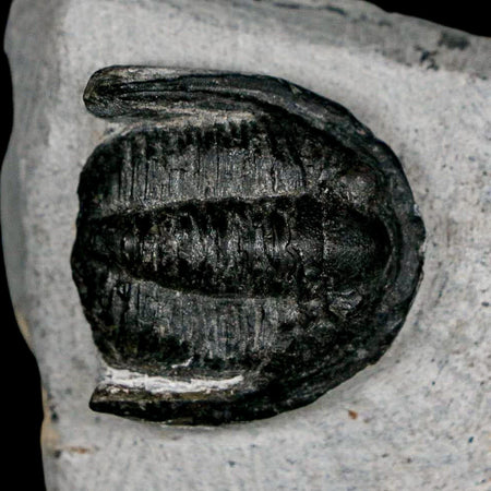 1.1" Cornuproetus Cornutus Trilobite Fossil Morocco Devonian 400 Mil Yrs Ago COA