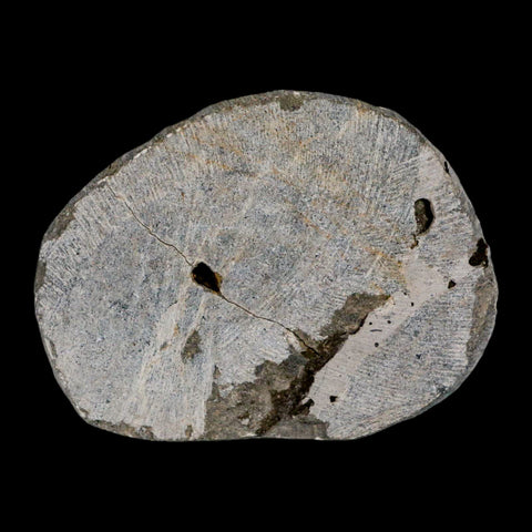 2.2" Moroccops Trilobite Fossil Devonian Morocco 400 Million Years Old COA - Fossil Age Minerals