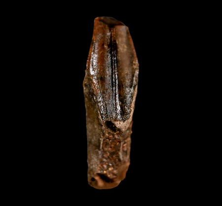 0.9" Edmontosaurus Dinosaur Fossil Tooth Rooted Hell Creek FM MT COA Display