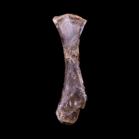 Captorhinus Aguti Fossil Femur Bone Permian Age Reptile 299 Mil Yrs Old Display COA