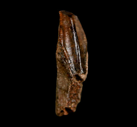 0.9" Edmontosaurus Dinosaur Fossil Tooth Rooted Hell Creek FM MT COA Display