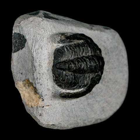 1.1" Cornuproetus Cornutus Trilobite Fossil Morocco Devonian 400 Mil Yrs Ago COA - Fossil Age Minerals