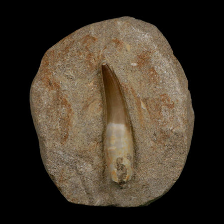 XXL 2.5" Plesiosaur Zarafasaura Tooth Fossil In Matrix Cretaceous Dinosaur Era COA