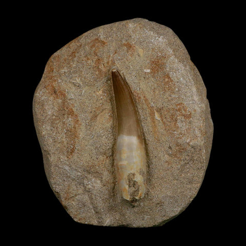 XXL 2.5" Plesiosaur Zarafasaura Tooth Fossil In Matrix Cretaceous Dinosaur Era COA
