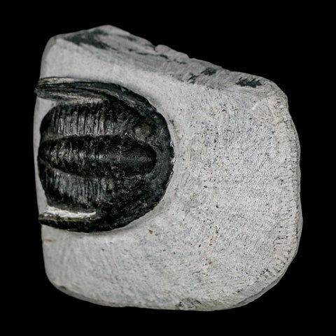 1.1" Cornuproetus Cornutus Trilobite Fossil Morocco Devonian 400 Mil Yrs Ago COA - Fossil Age Minerals