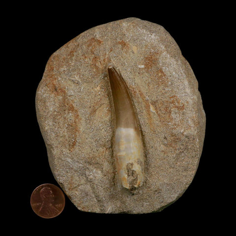 XXL 2.5" Plesiosaur Zarafasaura Tooth Fossil In Matrix Cretaceous Dinosaur Era COA