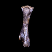 Captorhinus Aguti Fossil Femur Bone Permian Age Reptile 299 Mil Yrs Old Display COA