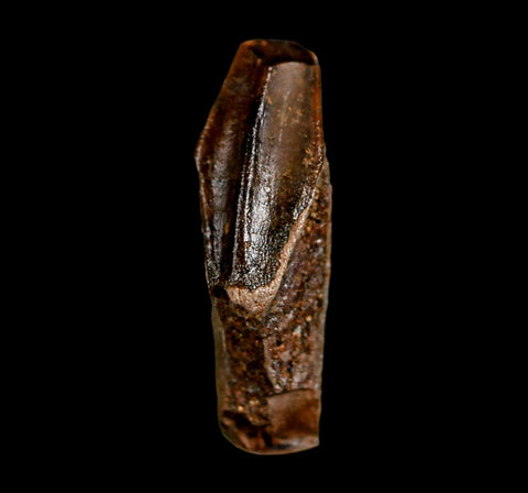 0.9" Edmontosaurus Dinosaur Fossil Tooth Rooted Hell Creek FM MT COA Display