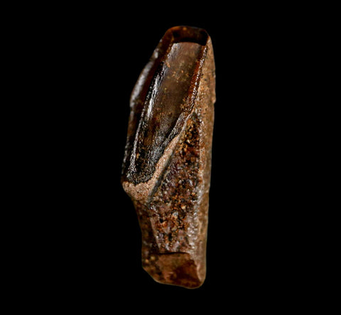 0.9" Edmontosaurus Dinosaur Fossil Tooth Rooted Hell Creek FM MT COA Display