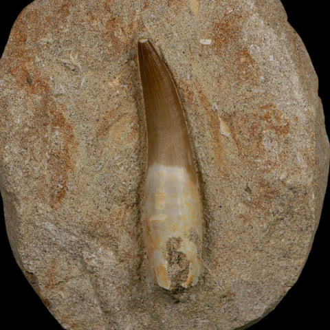 XXL 2.5" Plesiosaur Zarafasaura Tooth Fossil In Matrix Cretaceous Dinosaur Era COA